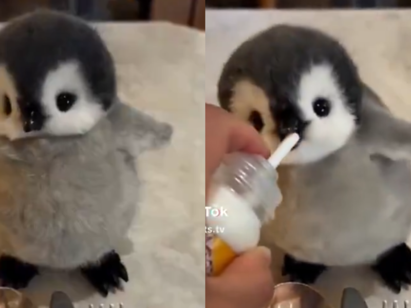 Penguin 
