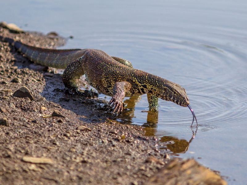 Nile monitor