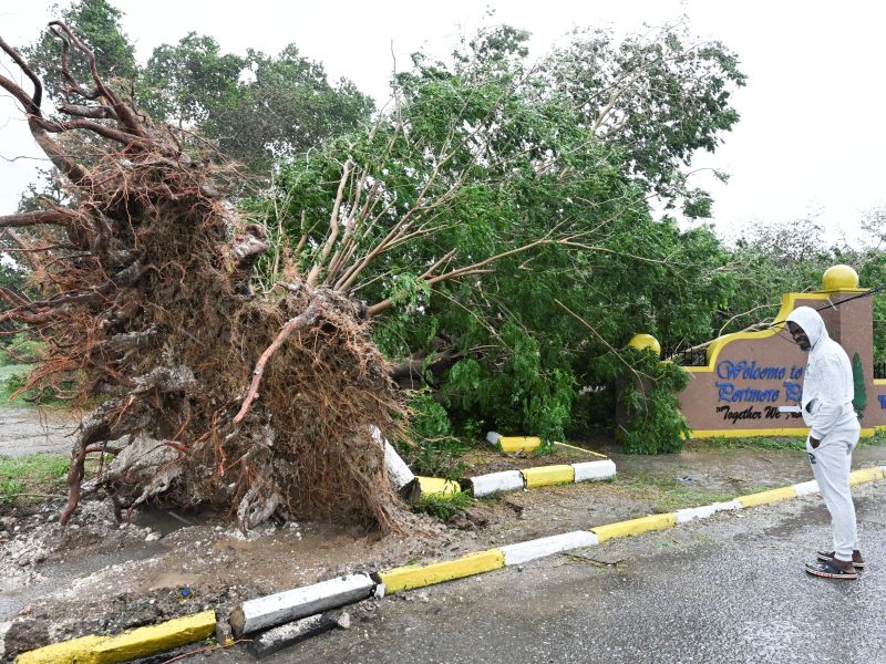 A man looks at a fallen tree in St. Catherine, Jamaica, shortly before Hurricane Melissa made landfall on October 28, 2025. AFP 25 killed as Hurricane Melissa unleashes catastrophic floods in southern Haiti