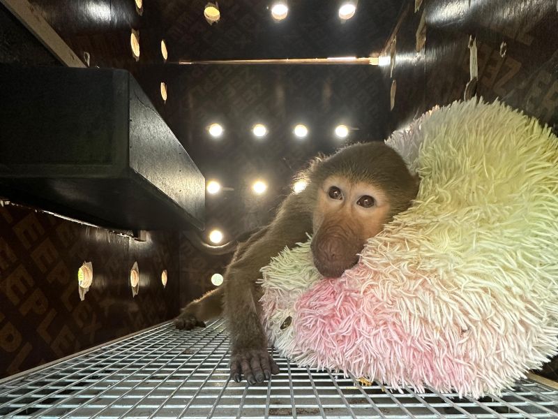 DHL Express Returns Two Rescued Baboons to Their Natural Habitat in Djibouti