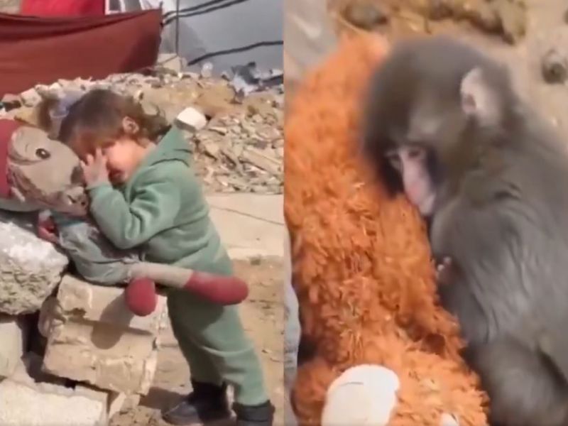 Baby monkey Punch