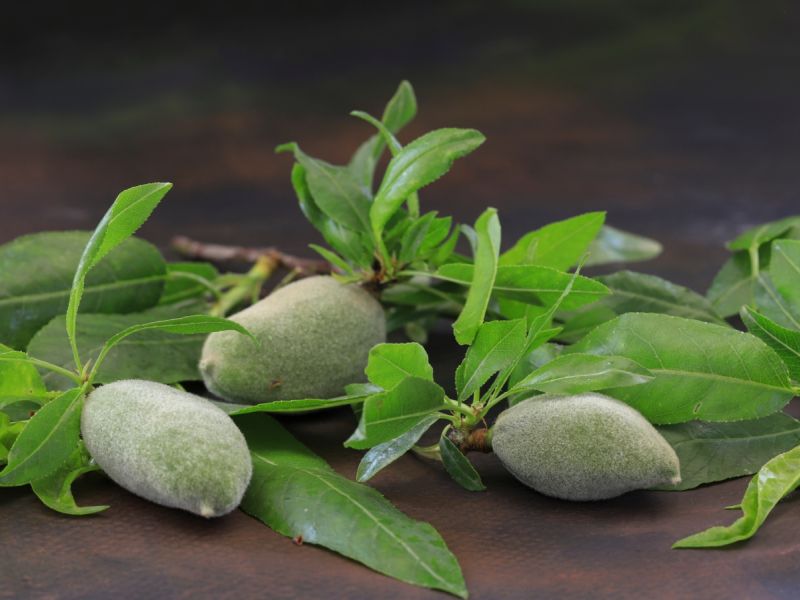 سلطة خفيفة وصحية باللوز الأخضر… مثالية لأيام الربيع