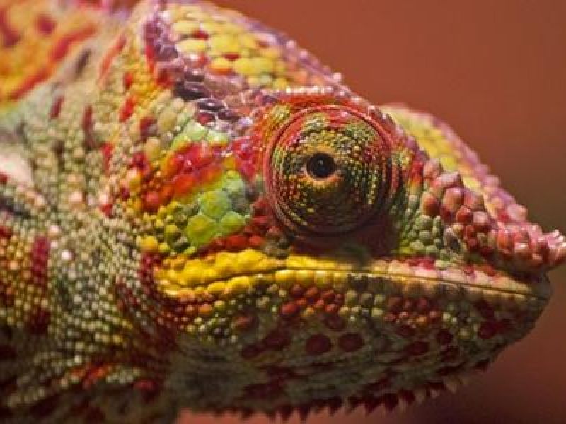 تفسير رؤية حرباء في المنام