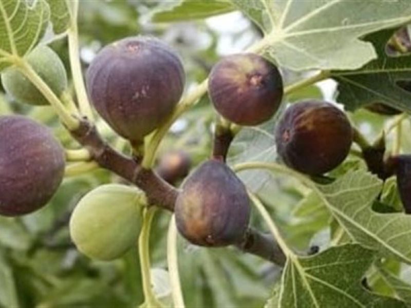 شراء التين في المنام