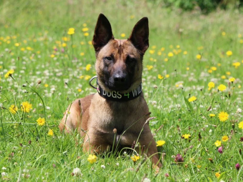 الإمارات للشحن الجوي تتعاون مع منظمة " Dogs 4 Wildlife" لدعم جهود مكافحة الصيد الجائر