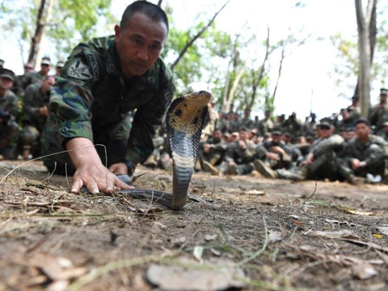 A Thai soldier handles a cobra snake while US Marines observe during a jungle survival training in the joint 'Cobra Gold' military exercise in Chantaburi province 
Lillian SUWANRUMPHA / AFP