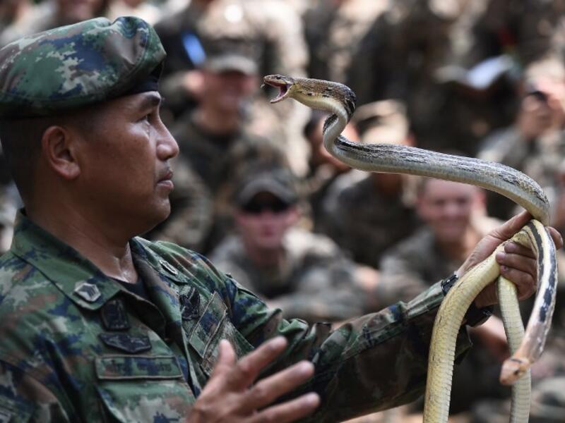 A Thai soldier handles snakes while US Marines observe during a jungle survival training in the joint 'Cobra Gold' military exercise in Chantaburi province 
Lillian SUWANRUMPHA / AFP