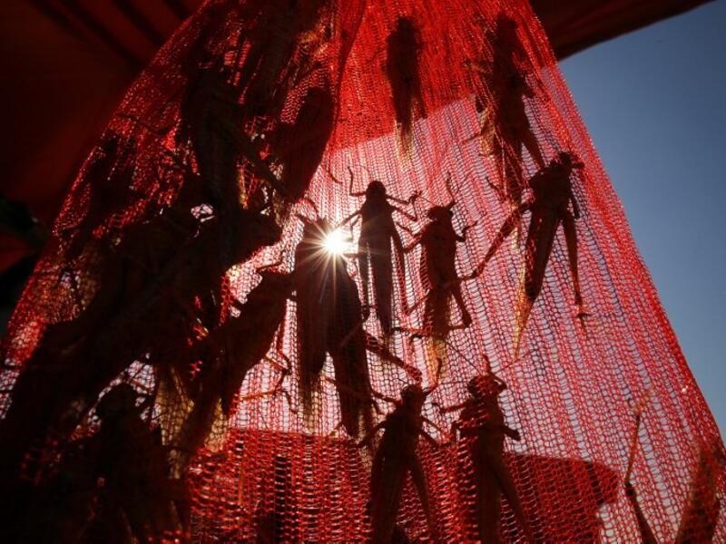 A Kuwaiti vendor holds a bag filled with locusts, sold as food, at a market in Kuwait City 
Yasser Al-Zayyat / AFP