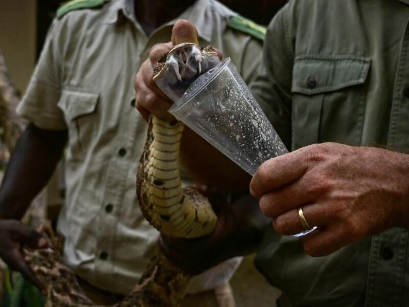The herpetologist and director of the Bio-Ken Snake Farm milks the venom of a freshly caught puff-adder on February 13, 2019, in the Kenya's coastal town of Watamu, Kilifi county. 
TONY KARUMBA / AFP