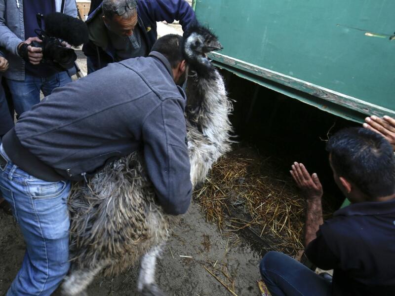Palestinian zoo workers and members of the international animal welfare charity "Four Paws" push an Emu into a cage at a zoo in Rafah in the southern Gaza Strip, during the evacuation by the organisation of animals from the Palestinian enclave to relocate to sanctuaries in Jordan, on April 7, 2019. 
SAID KHATIB / AFP