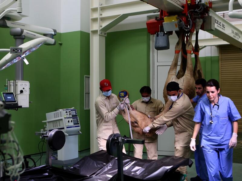 A camel is being lifted by a crane after undergoing general anaesthesia as its entering the surgery room at the 40 million-Dirhams Dubai Camel Hospital in Dubai.The hospital can admit up to 20 camels. Camels are a part of Emirati culture and tradition.
PATRICK BAZ / Dubai Media Office / AFP-Services