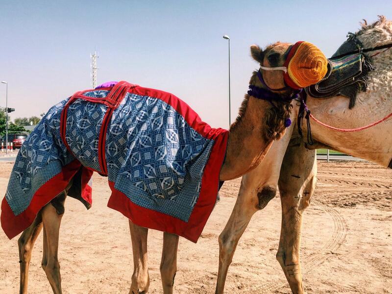 A participant in Dubai's camel festivals. There, camels race and win beauty contests (Twitter)