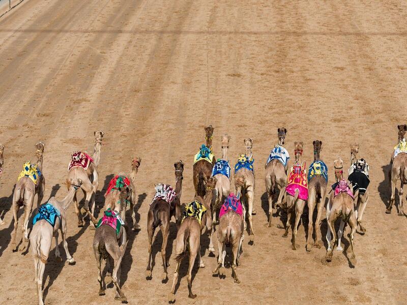 A participant in one of the Dubai camel festivals (Twitter)