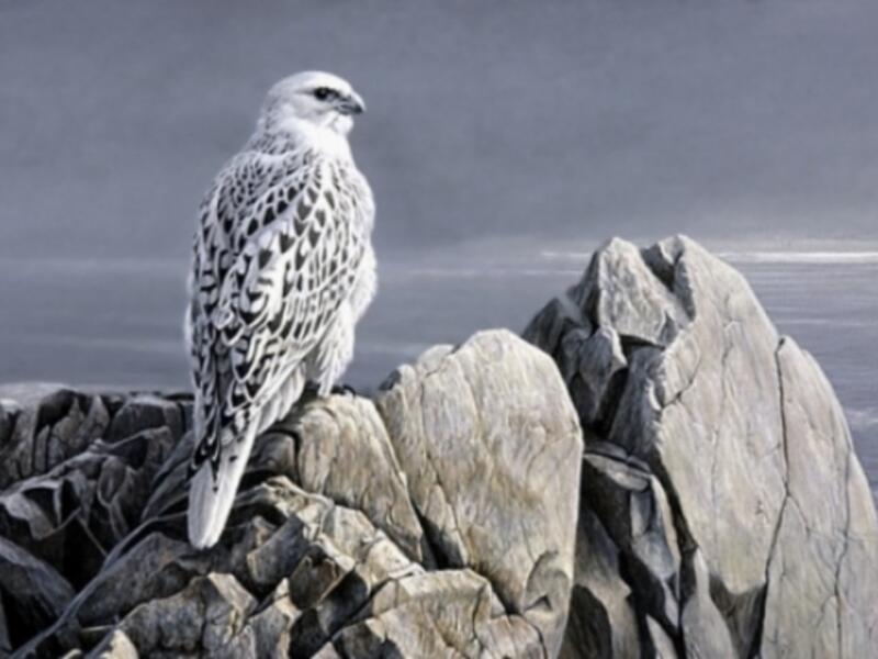 purebred gyrfalcon