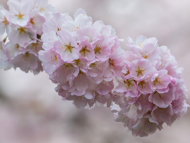 As royal punishment for her faith in Jesus, she was sent to a tower prison, where she nurtured a branch from a cherry tree. On the day she died, that branch blossomed. Ever since, believers bring cherry branches into their homes on December 4. If the branch blooms on Christmas, it means good luck, and a promise of marriage in the year ahead. 

