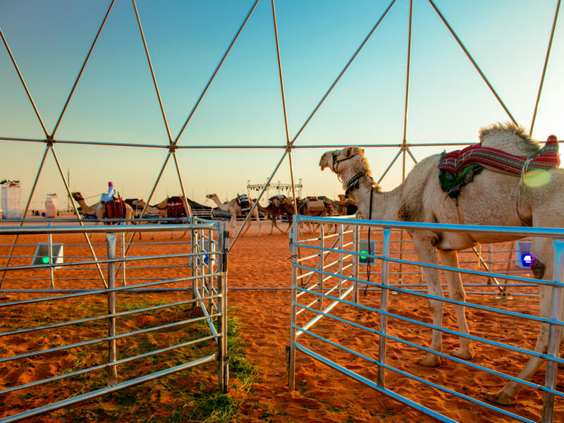 A participant in one of the Dubai camel festivals (Shutterstock/File Photo)