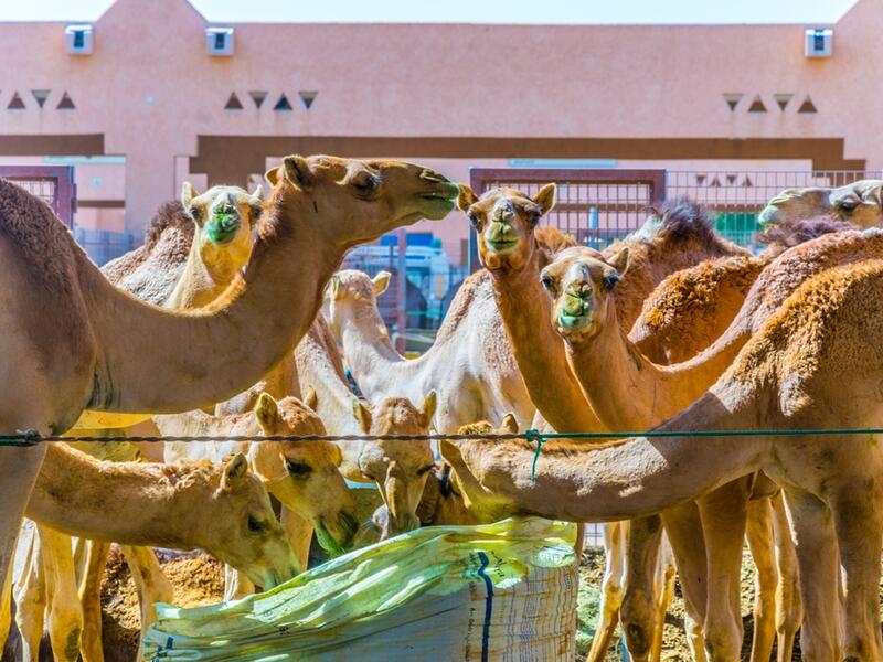 Animals in captivity in the camel market at Al Ain. Camels are mainly used for transportation and for racing (Shutterstock/File Photo)