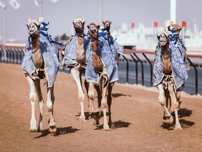 Racing camels with a robot jockeys (Shutterstock/File Photo)