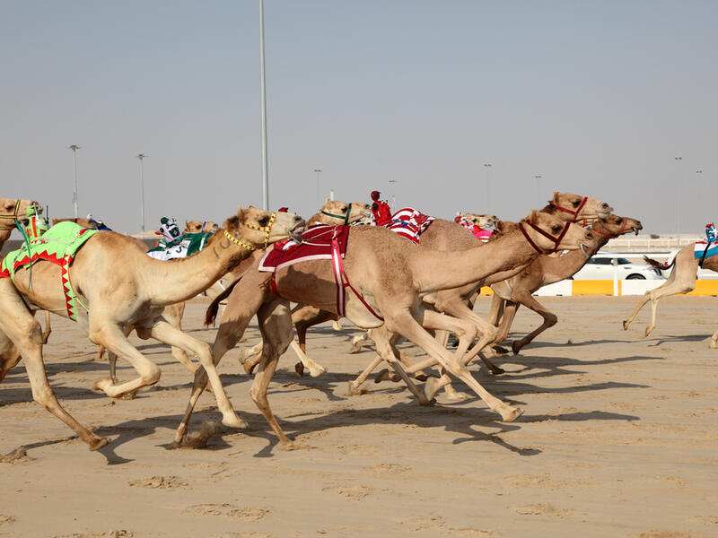 Racing camels with robot jockeys (Shutterstock/File Photo)