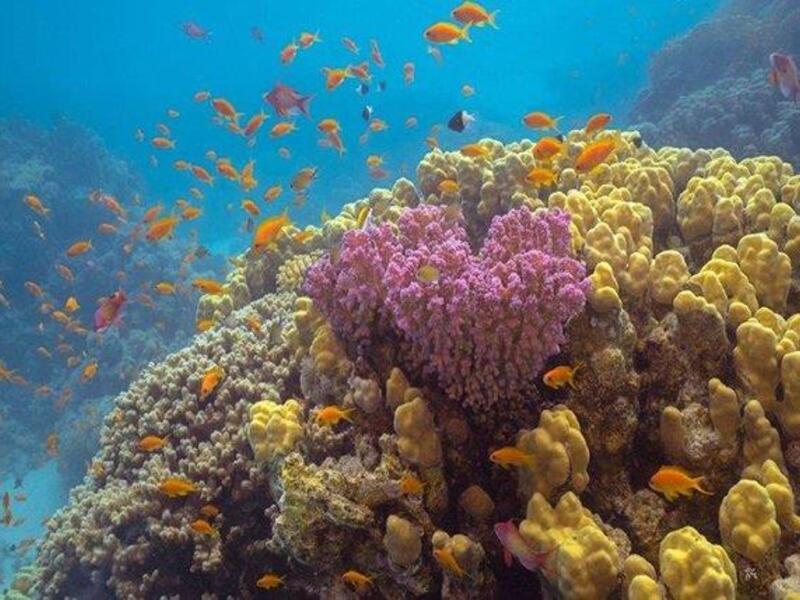 يتمتّع بتنوع عروضه التراثية والطبيعية؛ حيث يتيح للضيوف زيارة مواقع تاريخية مذهلة، مثل مدائن صالح، والعلا، بجانب استكشاف الشعاب المرجانية الفريدة للبحر الأحمر.