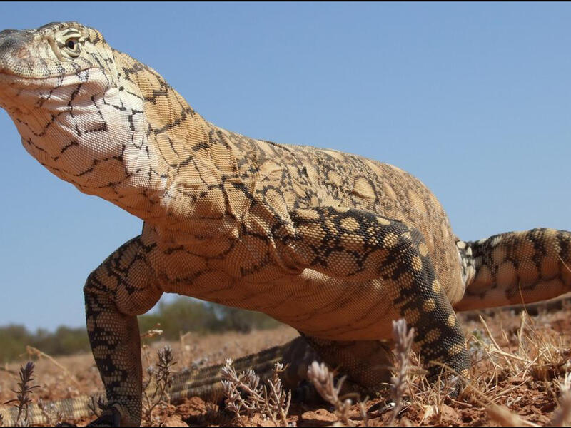 Lizard reptile Middle East desert