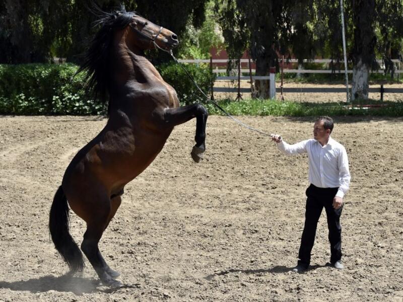 A trainer works with a horse at a horse breeding farm, one of the oldest and largest farm in the Algeria, perched on the high plateaux in the country's Tiaret region, 300 Kilometres west of Algiers on April 24, 2018. 
RYAD KRAMDI / AFP