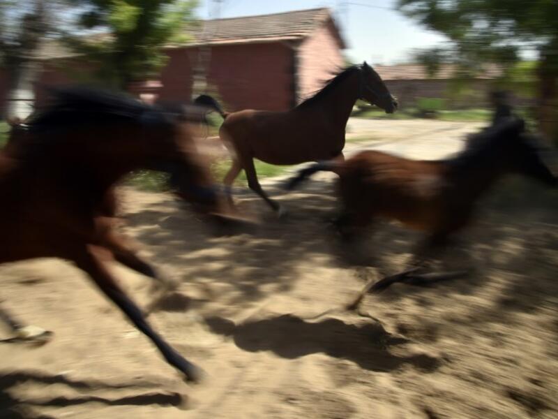 Horses run at a horse breeding farm, one of the oldest and largest farm in the Algeria, perched on the high plateaux in the country's Tiaret region, 300 Kilometres west of Algiers on April 24, 2018. 
RYAD KRAMDI / AFP