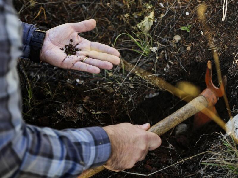 Nabil Nemer, a Lebanese entomologist and ecologist, holds in his palm Cephalcia tannourinensis wood wasps, which attack and chew on cedar spring buds leaving them a burned reddish-brown, at the Cedars Reserve Forest of Tannourine, in the Lebanon mountains. 
JOSEPH EID / AFP