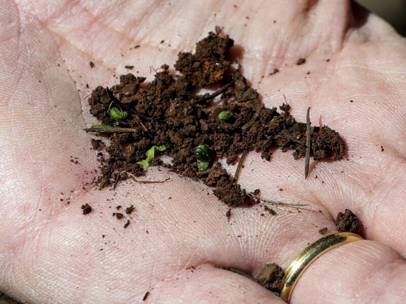 Nabil Nemer, a Lebanese entomologist and ecologist, holds in his palm Cephalcia tannourinensis wood wasps, which attack and chew on cedar spring buds leaving them a burned reddish-brown, at the Cedars Reserve Forest of Tannourine, in the Lebanon mountains. 
JOSEPH EID / AFP
