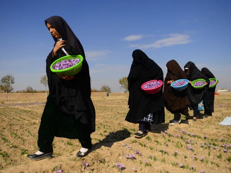 In this photograpy, Afghan workers carry harvested saffron flowers in a field on the outskirts of Herat province. 
HOSHANG HASHIMI / AFP