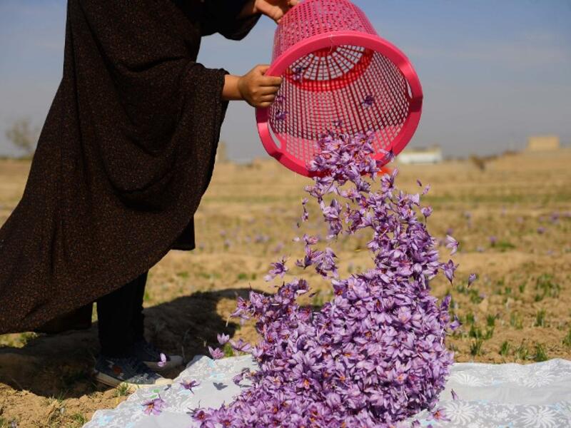 In this photograph, an Afghan worker sorts harvested saffron flowers in a field on the outskirts of Herat province. 
HOSHANG HASHIMI / AFP