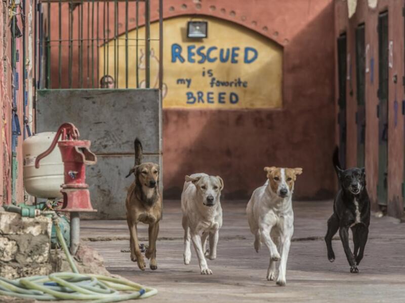 Rescued dogs run at the HOPE shelter for stray dogs in the village of Abusir, about 20 kilometres southwest of the Egyptian capital Cairo 
Khaled DESOUKI / AFP