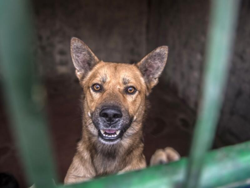 A dog stands up behind metal bars in an enclosure at the HOPE shelter for stray dogs in the village of Abusir
Khaled DESOUKI / AFP