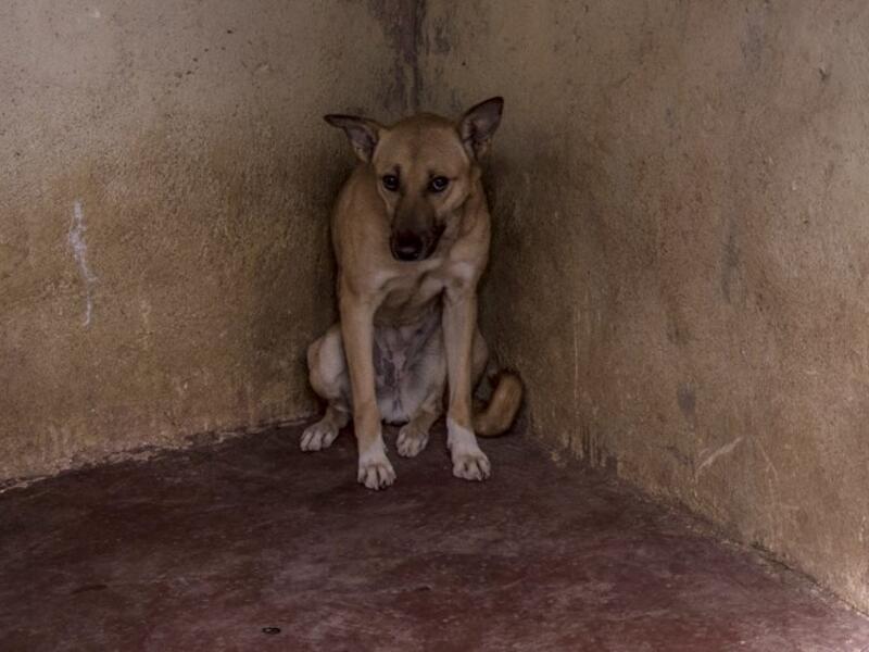 A stray dog sits in the corner of a cage at the HOPE shelter for stray dogs in the village of Abusir
Khaled DESOUKI / AFP