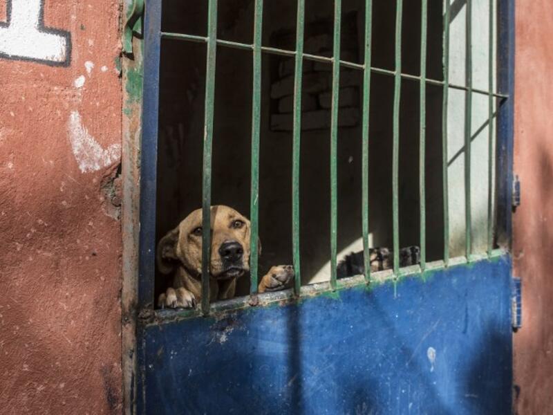 A dog stands up behind metal bars in an enclosure at the HOPE shelter for stray dogs in the village of Abusir
Khaled DESOUKI / AFP