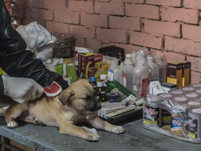 A volunteer brushes a stray dog at the HOPE shelter for stray dogs in the village of Abusir, about 20 kilometres southwest of the capital Cairo 
Khaled DESOUKI / AFP
