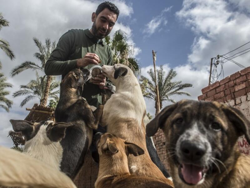 Ahmed el-Shorbagi, owner of the HOPE shelter for stray dogs, feeds dogs in the shelter's courtyard, in the village of Abusir
Khaled DESOUKI / AFP