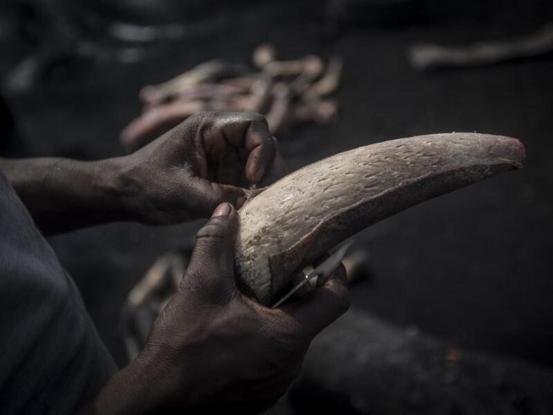 A man peels a cow horn to clean it before the boiling process at Kaduna Abatour meat market in North Kaduna CRISTINA ALDEHUELA / AFP