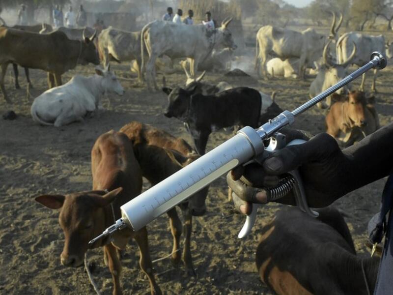 Community animal health workers assist the International Committee of the Red Cross (ICRC) as they vaccinate cattle at Kirgui village in Udier, South Sudan 
SIMON MAINA / AFP