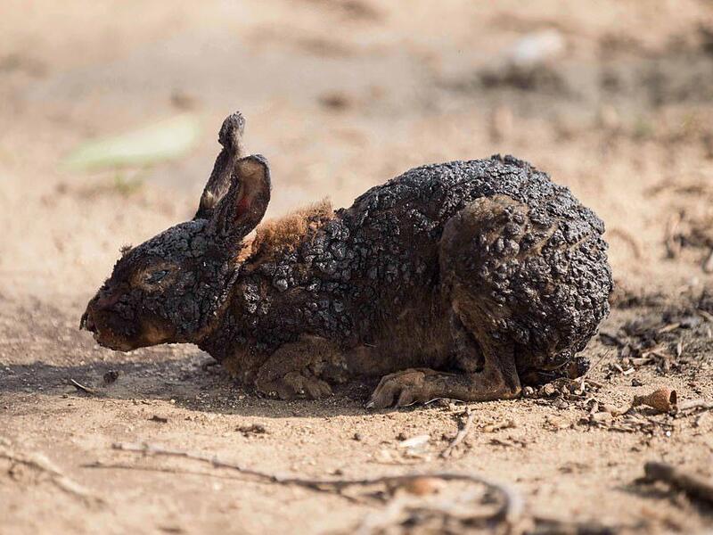 A rabbit suffering from burns struggles to find safety, as the Woolsey Fire continues to burn near Malibu in California (Shutterstock)