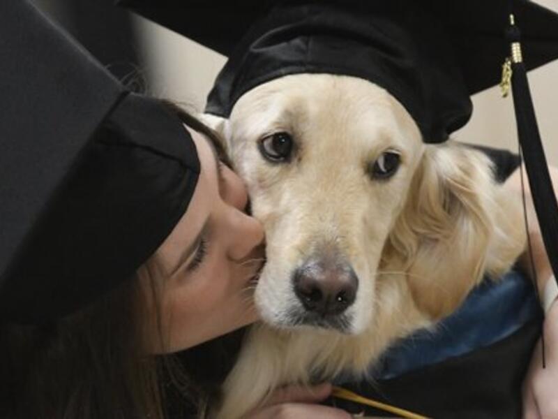 A service dog named Griffin (Twitter)