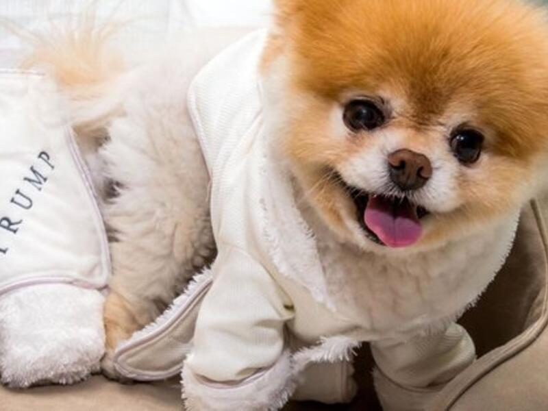 World's cutest dog (Twitter)