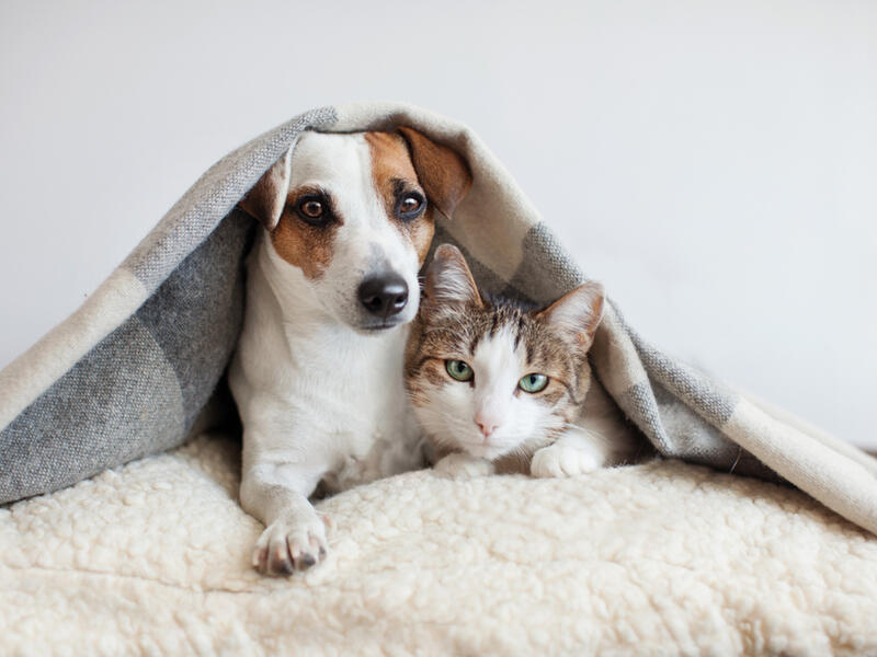 (Shutterstock)