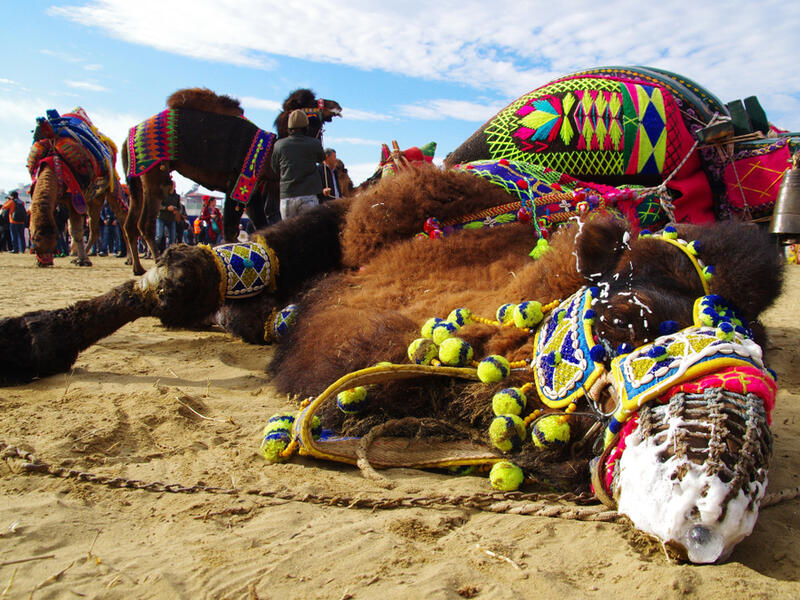  A defeated camel at wrestling camel carnaval (Shutterstock)