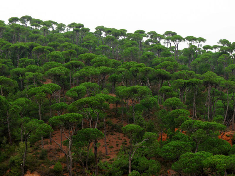 bkassine lebanon forest 