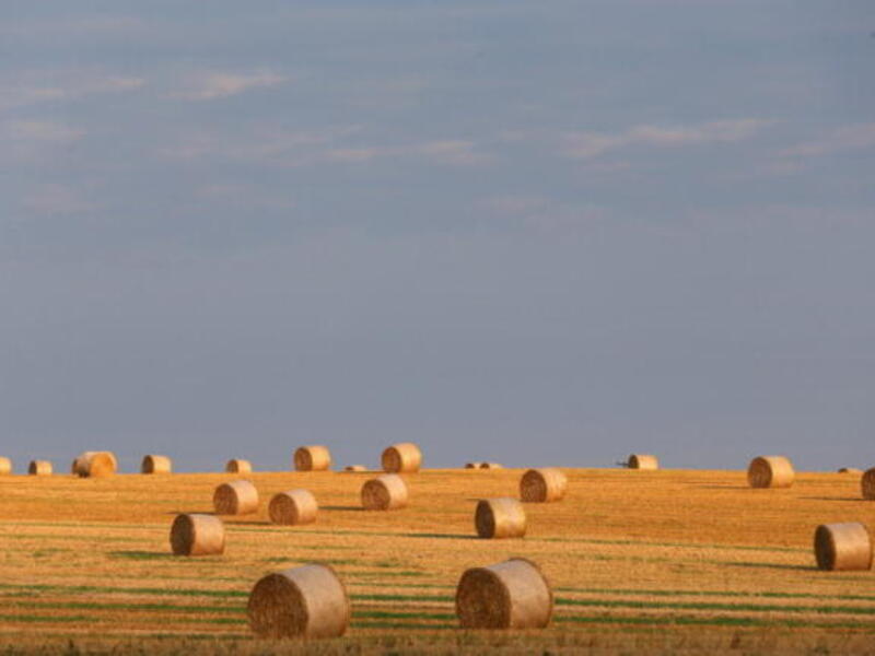  A wheat field with straw bales is pictured on September 2, 2012 in Bad Neustadt, Germany