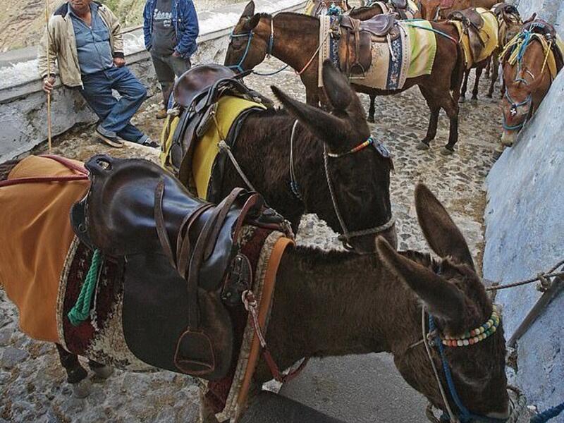 The plight of the donkeys which are marched from fields at dawn in temperatures regularly more than 86F has been labelled 'Santorini's grubby little secret' (AFP)