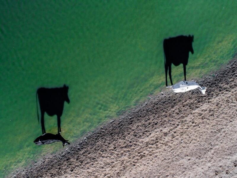 تمت مكافأة الصور التي حملت طابعًا إبداعيًا ومنها صورة بعنوان "Two moo" "خوار بقرتين" التقطت بواسطة لوك مكسيموبيل