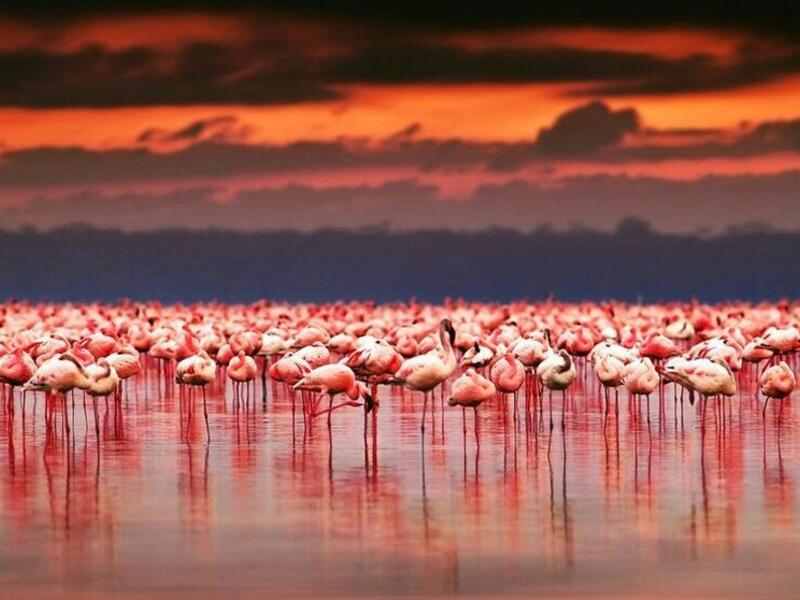 Flamingos becoming a rare sight as Turkey’s Lake Tuz (Twitter)