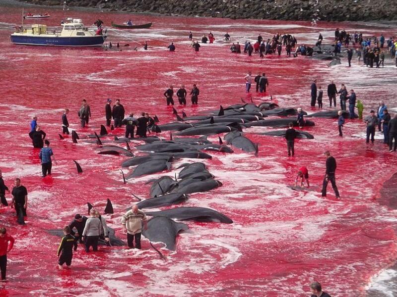Whale hunting in the Faeroe Islands (Twitter)